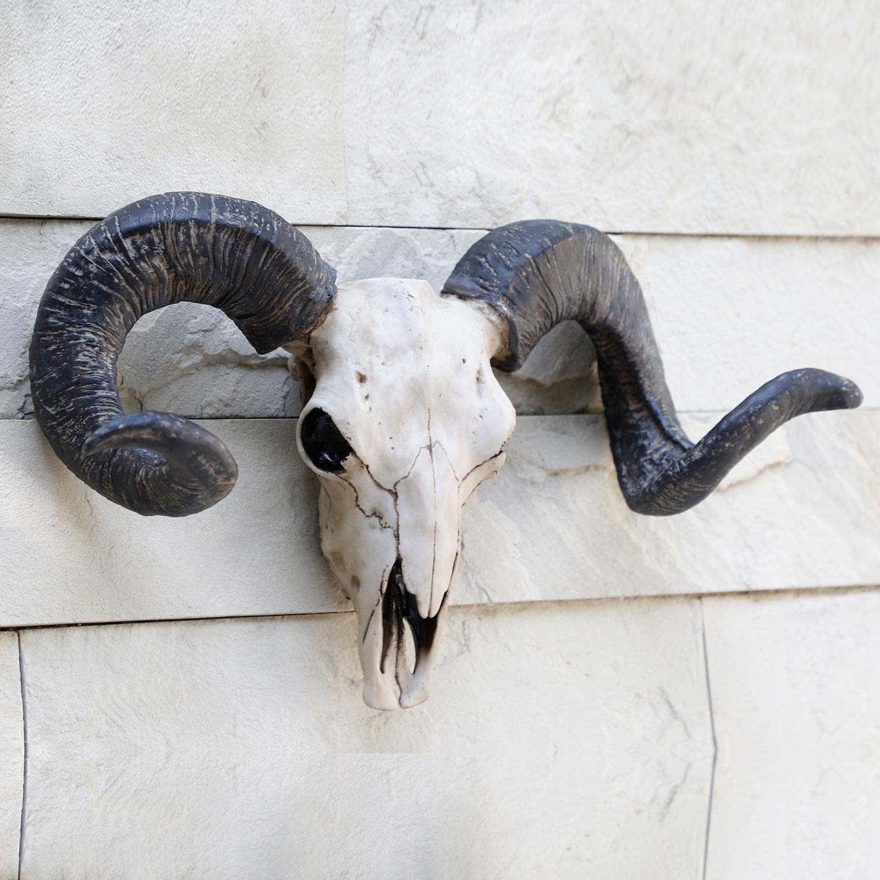 Bighorn Ram Skull Trophy for Wall Decoration