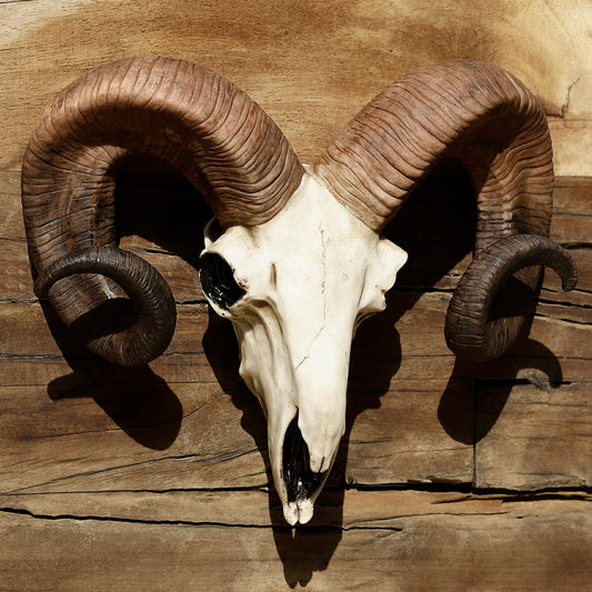 Bighorn Ram Skull Trophy for Wall Decoration