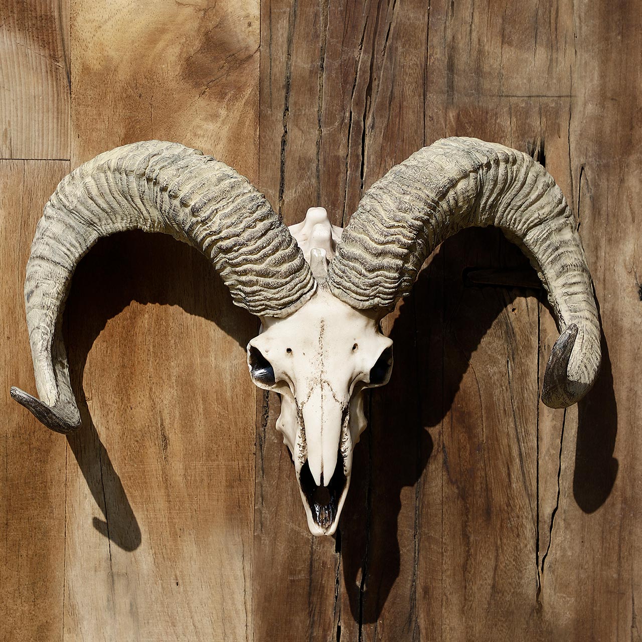 Bighorn Ram Skull Trophy for Wall Decoration