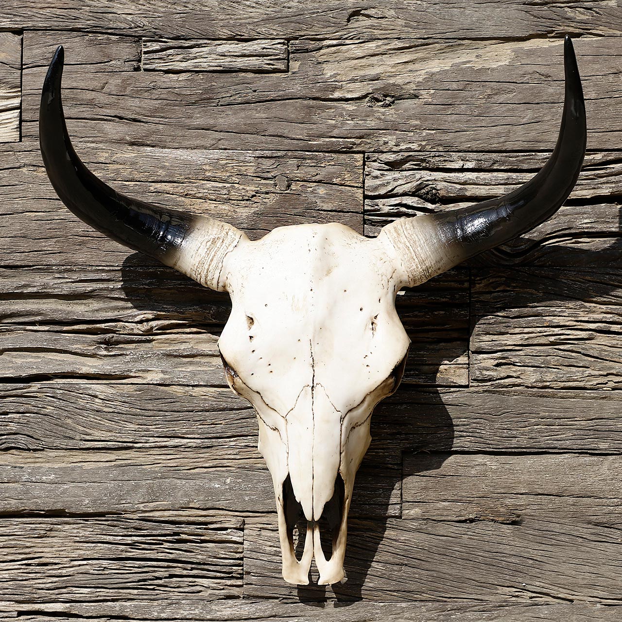 Longhorn Ox Skull Trophy