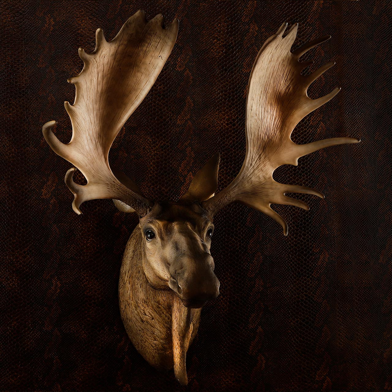 Moose Head Trophy for Wall Decoration