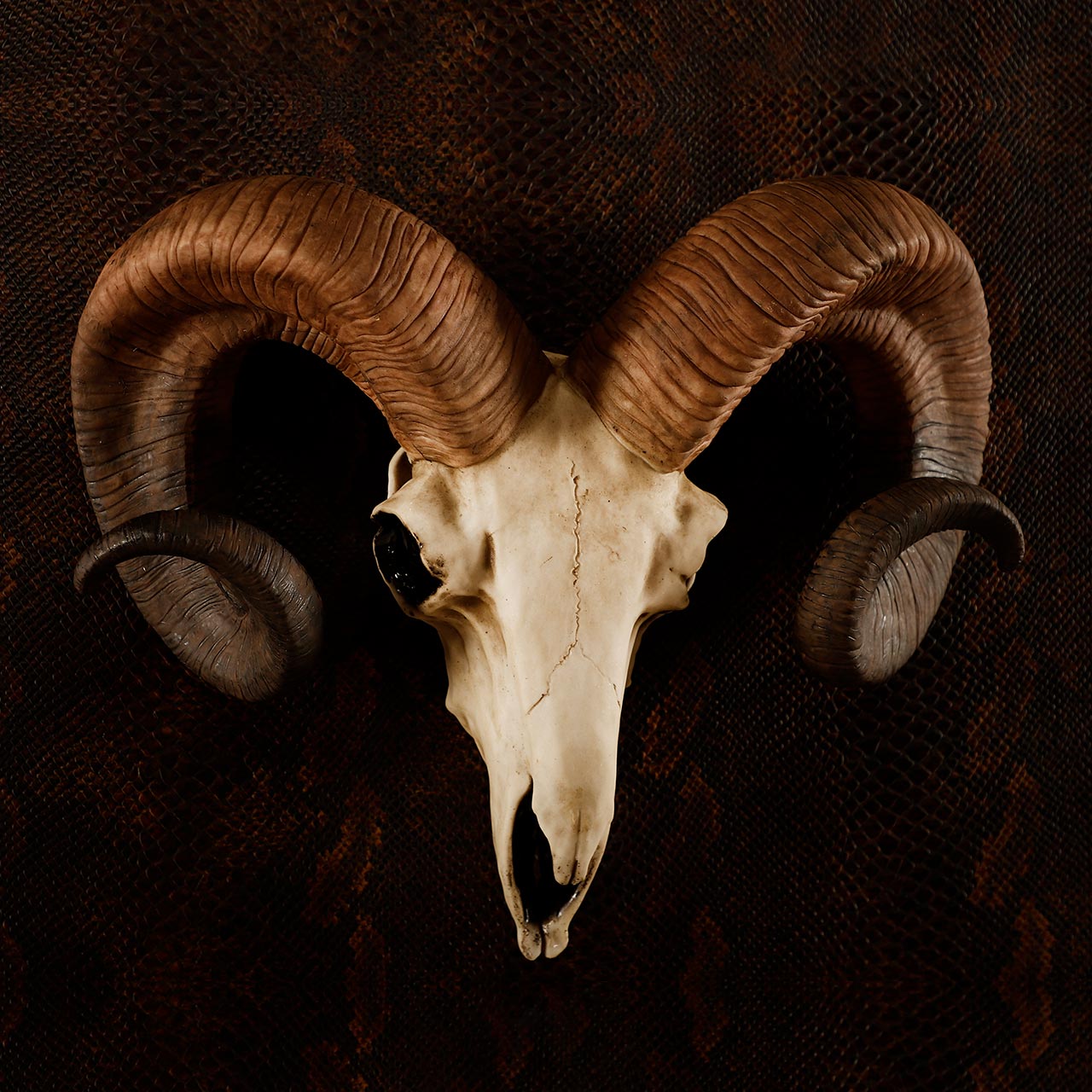 Bighorn Ram Skull Trophy for Wall Decoration