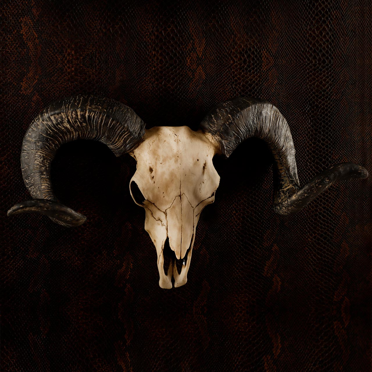 Bighorn Ram Skull Trophy for Wall Decoration