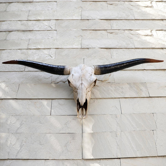 Bull Skull Trophy for Wall Decoration